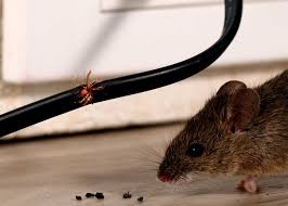 how to keep mice out of your rv cer