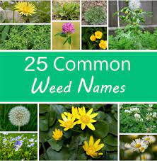 a guide to names of weeds with