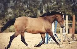 what-horse-breeds-can-be-dun