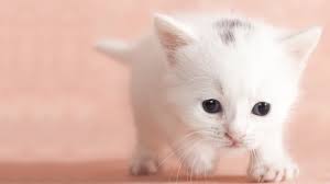 white baby cat background wallpaper