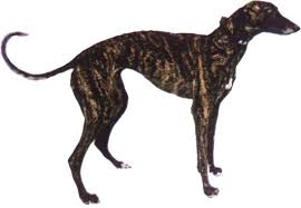 Greyhound Colour Chart