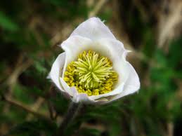 File:3. Ranuncle pirinenc(Ranunculus pyrenaeus).jpg - Wikimedia ...