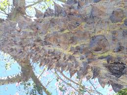 Silk floss tree (other common names: Silk Floss Tree What S The Point The Portugal News