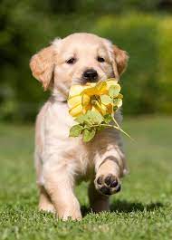 100 adorable puppy pictures