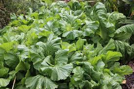 Leafy Green Vegetables To Plant