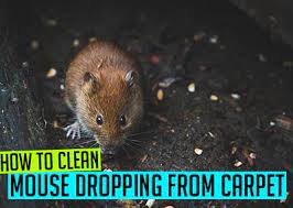 how to clean mouse droppings from carpet
