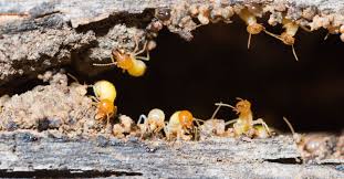4 ways to treat termites arizona