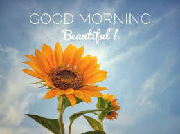 good morning flowers images browse