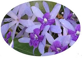 Maybe you would like to learn more about one of these? Amazon Com Live Plant Petrea Volublis Florida Wisteria Purple Flowering Vine Patio Lawn Garden