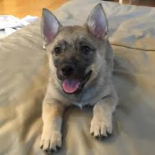 The breed's name, vallhund, when translated into english, means herding dog, as the swedish vallhund was originally bred as a drover and herder of cows over 1,000 years ago. Swedish Vallhund Puppies For Sale In Black Canyon City Arizona Puppies For Sale Near Me