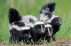 what-animal-eats-skunks