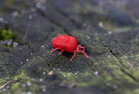 how long do chiggers live on clothes