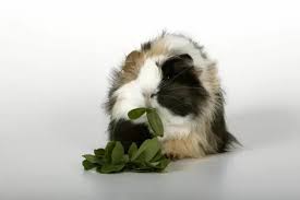 A peruvian long haired guinea pig is a breed of cavy known for its long hair and luscious, silky coat. Peruvian Guinea Pig Cavia Porcellus Juvenile Feeding 12062231