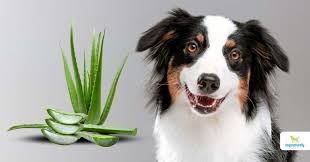 Aloe Vera For Dogs 7 Uses And 1