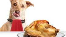 why-cant-dogs-eat-turkey-meat