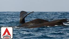 Itulah 6 fakta paus sperma yang merupakan makhluk terbesar di dunia. Terkini Paus Sperma Mati Terdampar Di Pantai Alue Naga A Flickr