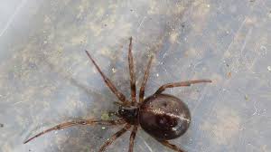 false widow spider alert as rise