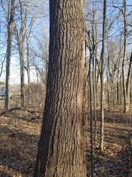 Maybe you would like to learn more about one of these? Help Id Standing Dead Tree In Ct Firewood