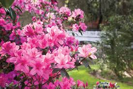 Azaleas are hardy plants and if the soil conditions are right, should not need fertilizer. Azalea Pruning Tips Southern Living