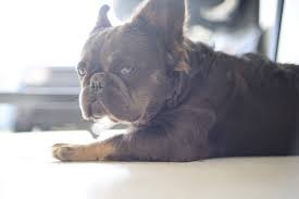 One of a kind puppies in san diego. Are Fluffy French Bulldogs A Thing Yes Indeed They Are
