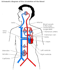 Blood Flow Through The Body Online Diagrams Showing The
