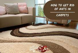 get rid of ants in your carpet tried