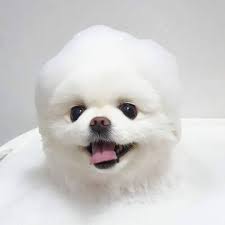 The best all natural pet supply store. Pomeranian Puppies Near Me For Sale Pet Supplies Facebook 23 Photos