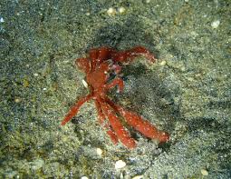 Image result for Oncinopus araneus