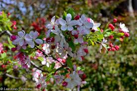 Visit our suppliers directory to locate businesses that sell native plants or seeds or provide professional landscape or consulting services in this state. Flowering Trees In Texas An Overview Lee Ann Torrans Gardening