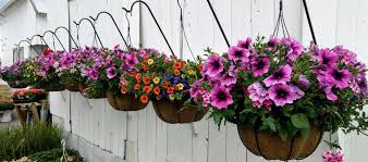 Flowers For Planting In Hanging Baskets