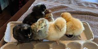 Do not feed chickens a heavily buttered or deep fried fish, as it is too fatty for them. Can Baby Chicks Eat Bread Homestead Fowl