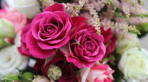 11 facts about roses petal talk
