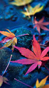 maple leaves fall autumn water