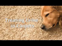 remove urine in carpets