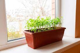 How To Start A Windowsill Veggie Garden