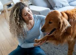 how to treat dog wounds at home petmd