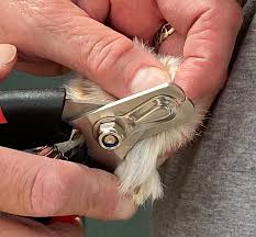 rabbit nail clipping guinea pig nail