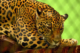 wild jaguar fierce jaguar