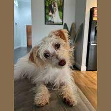 lily small female maltese mix dog in