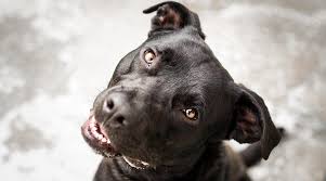 We will only have nice comments. Pitbull Labrador Retriever Mix Aka Labrabull Or Pitador Breed Info