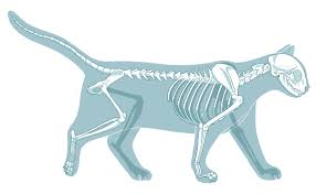 Going from his 'hips' down there is the coccyx, then femur and patella or kneecap, tibia and fibula, just like us. Cat Skeleton How Many Bones Does A Cat Have