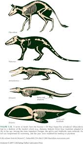 Some Stages Of Whale Evolution Fantastic Diacodexis