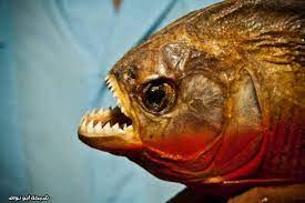 صور : سمك البيرانا القاتل - شبكة ابو نواف