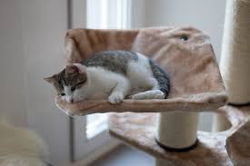 Cat climbers, cat castles, cat furniture, cat towers and so on. 9 Best Cat Trees For Large Cats And Cat Furniture You And Your Cat Will Love