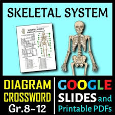 Put those phalanges to work and tap on the answers! Skeletal System Crossword With Diagram Printable Distance Learning Options