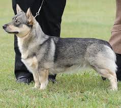 Yes, despite his short legs, this breed is a herding dog and his spunkiness and intelligence prove it. Torvall Swedish Vallhunds Home