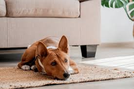 best rugs for dogs that shed