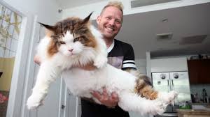 long samson is new york s biggest cat