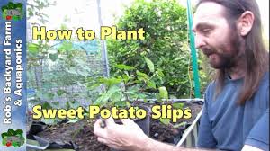 how to plant sweet potato slips