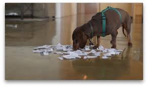 Docsend is a godsend when it comes to fundraising. Introducing Our Revolutionary Docsend Dachshund Delivery Service Docsend